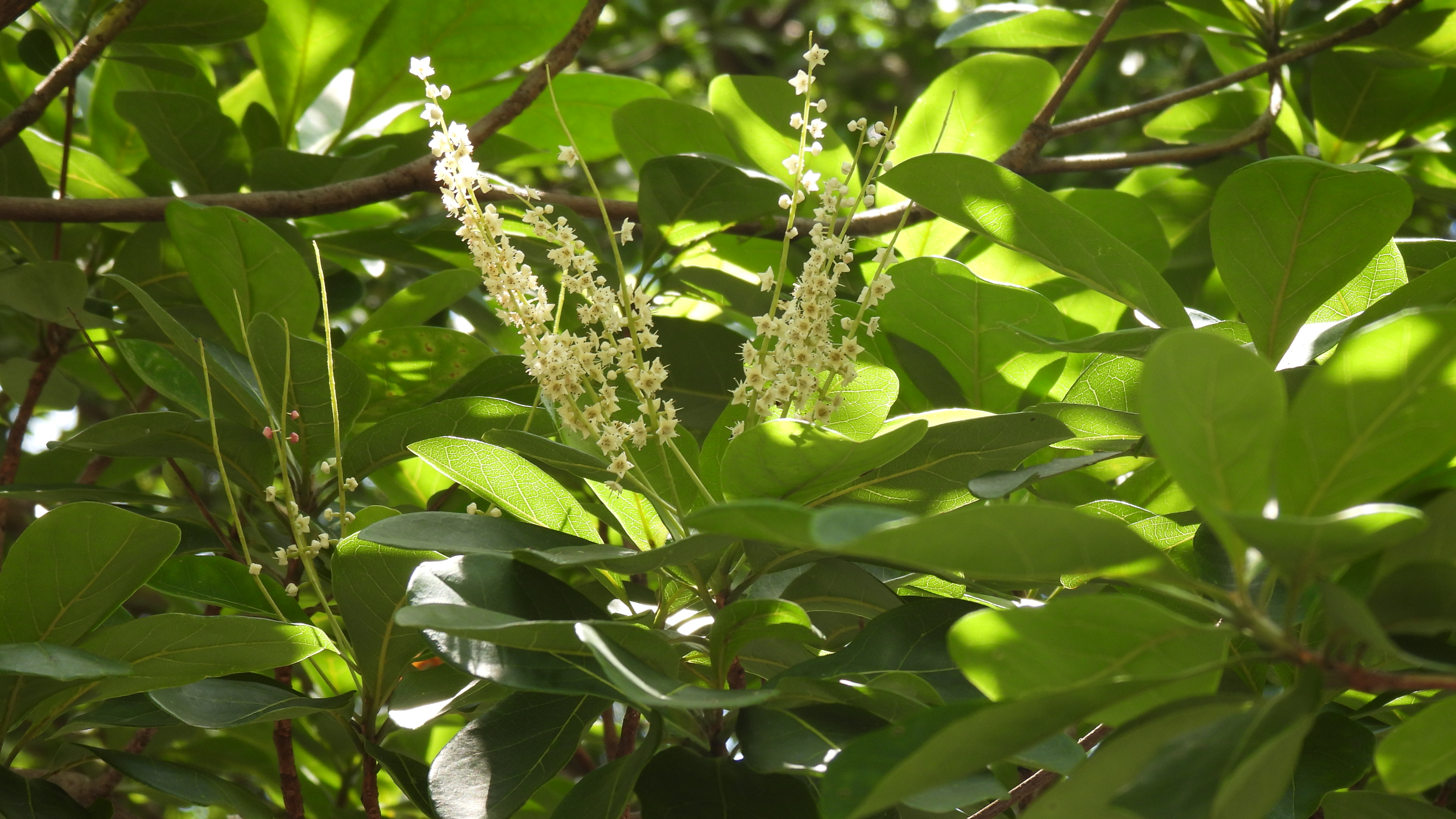 是使君子科榄仁属植物,别称大叶榄仁树,凉扇