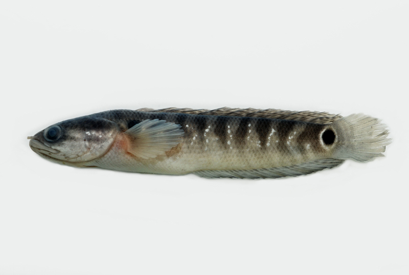  p>月鳢(学名: i>channa asiatica /i>)是鳢科,鳢属鱼类.