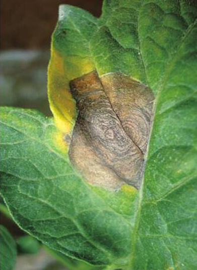  p>番茄灰斑病又称褐斑病,是由番茄壳二孢菌侵染所引起的,发生在番茄