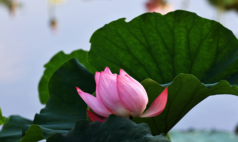 中国宝应荷藕节