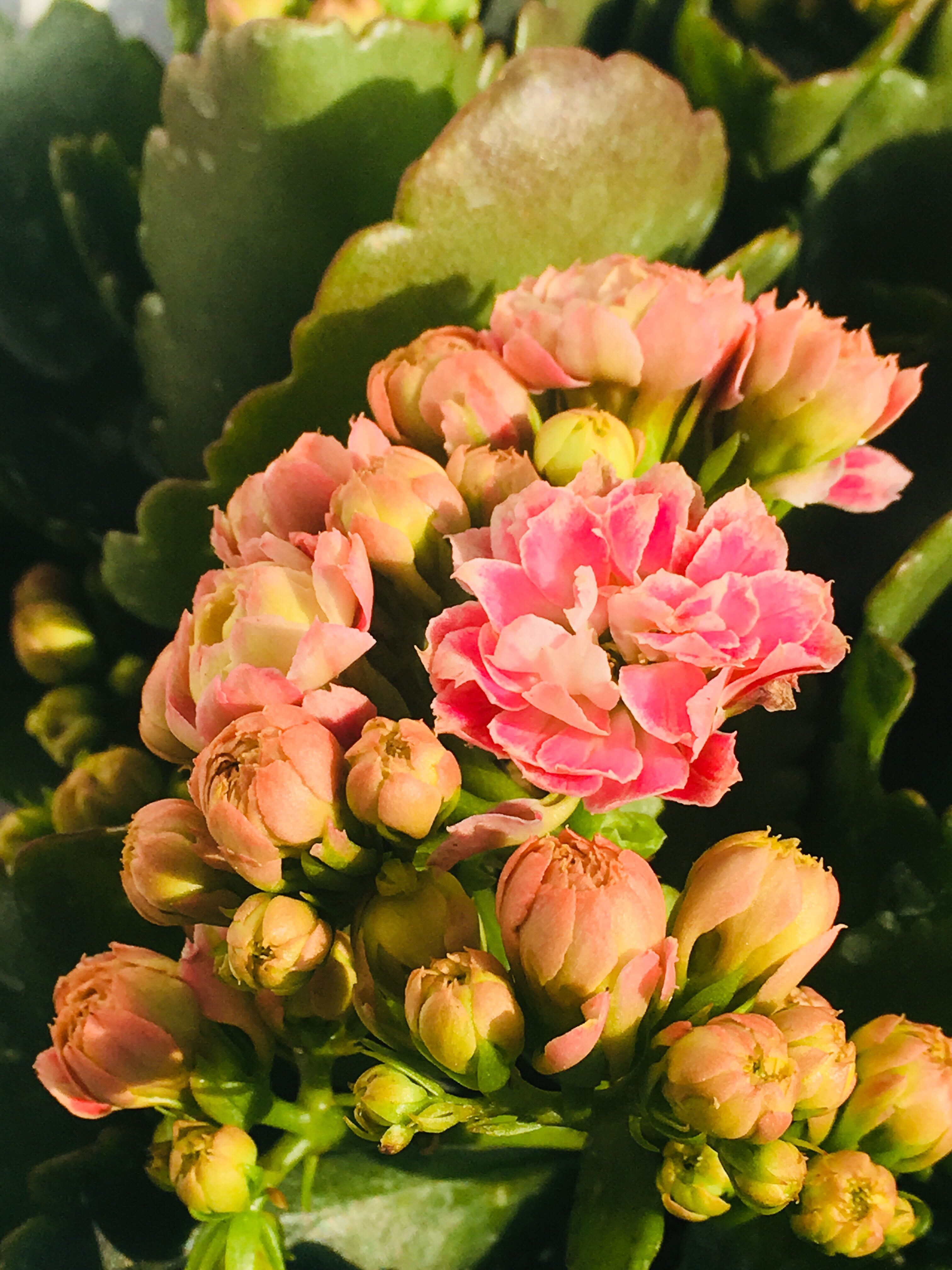  p data-id="gncehevoev">长寿花(学名: i>kalanchoe blossfeldiana 