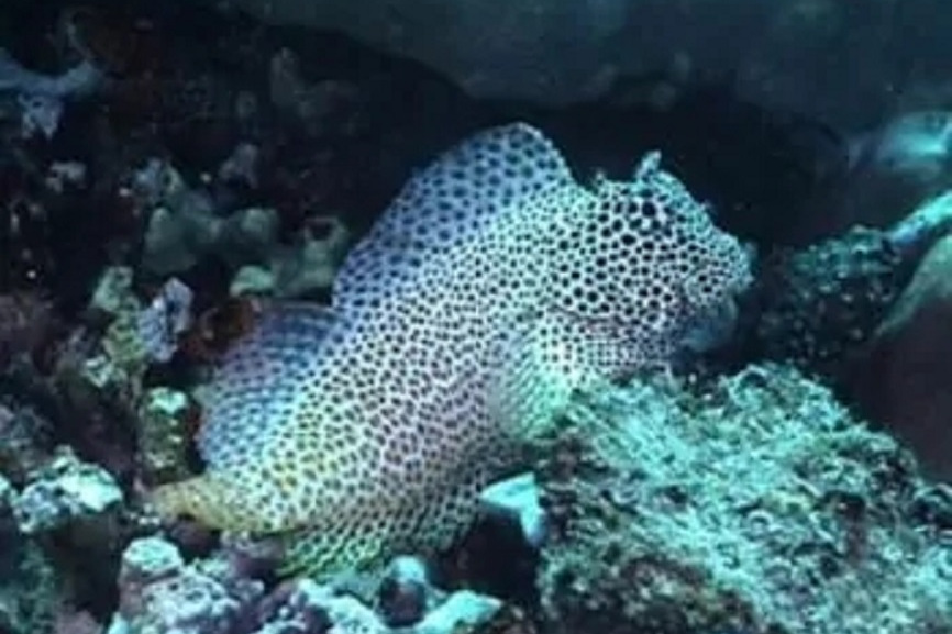  p>也叫金刚虾虎,豹鳚.身体为白色和褐色的斑纹.