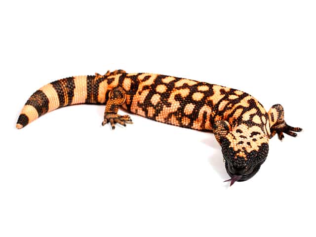  p>吉拉毒蜥(学名: i>heloderma suspectum /i>)是毒蜥科,毒蜥属爬行