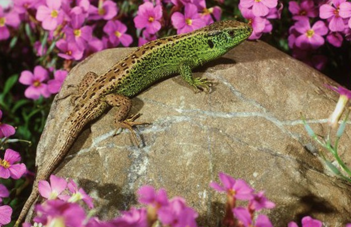  p data-id="gnb0hgyfn5">捷蜥蜴(学名: i>lacerta agilis /i>)是蜥蜴