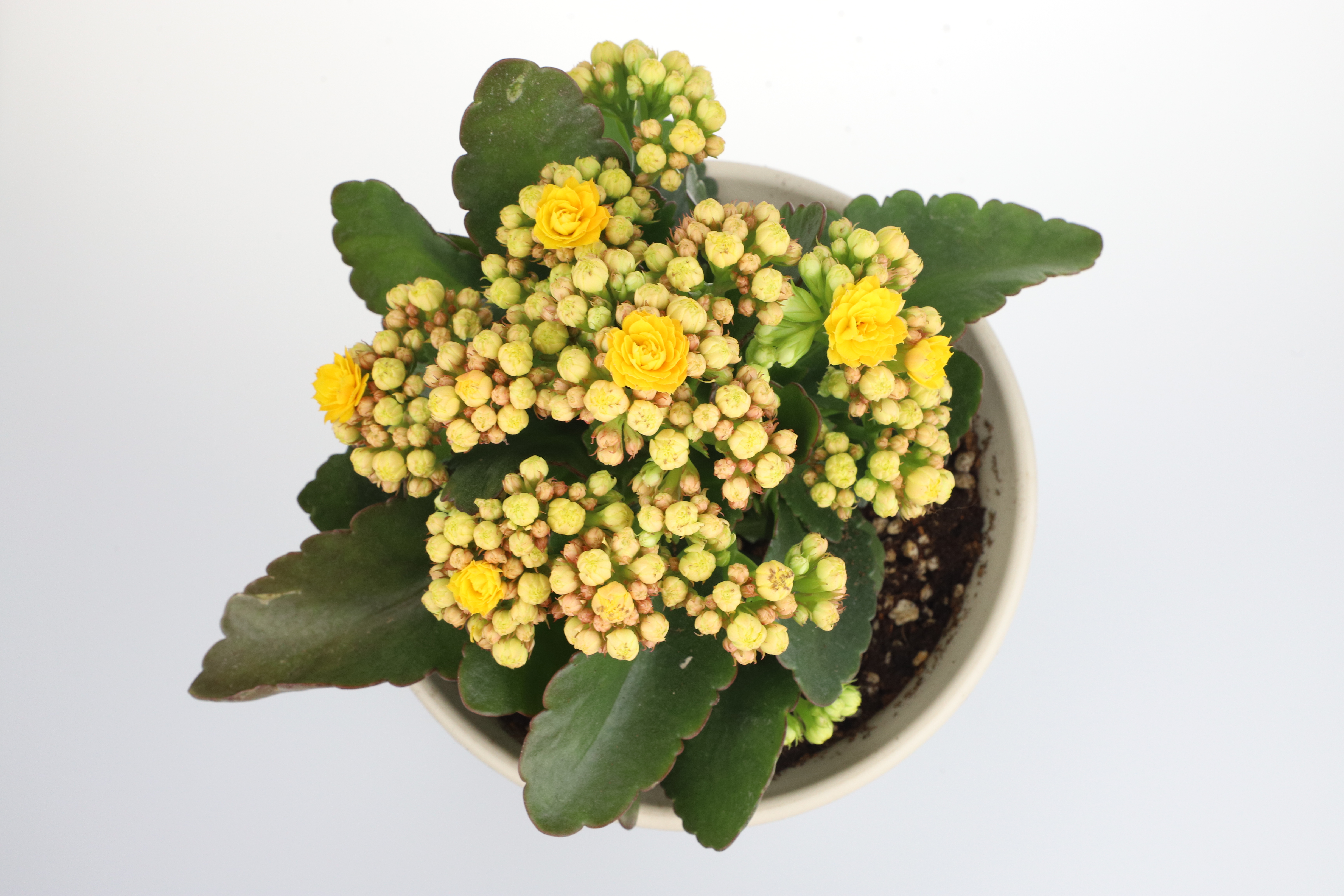  p data-id="gncehevoev">长寿花(学名: i>kalanchoe blossfeldiana 