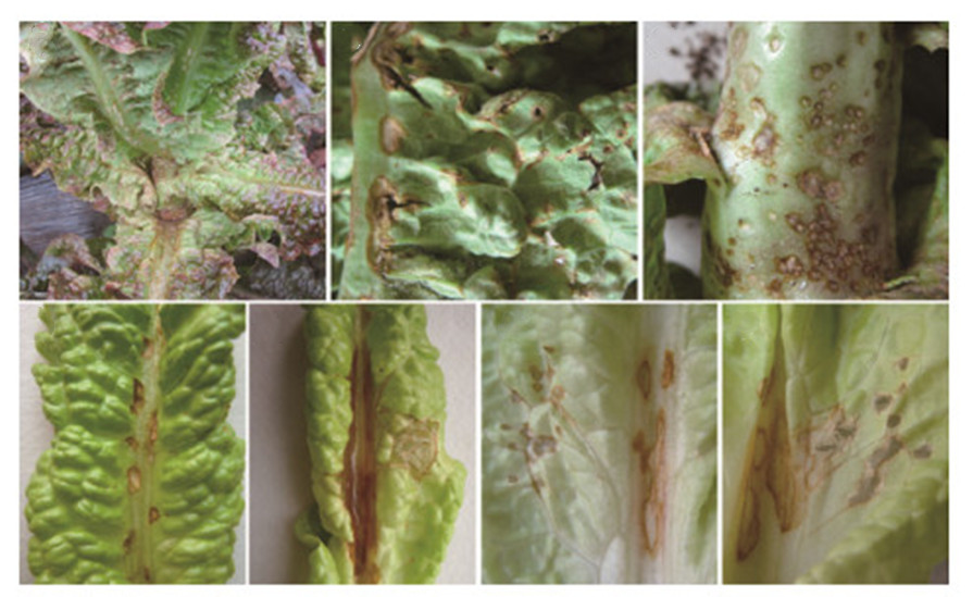  p>莴苣炭疽病是由莴苣盘二孢菌引起的,发生在莴苣的一种病害.