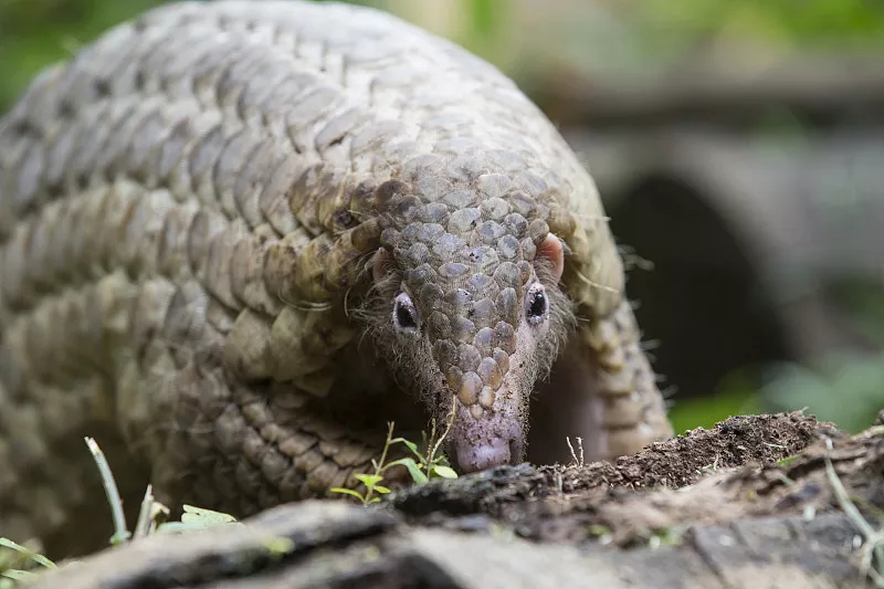 中华穿山甲