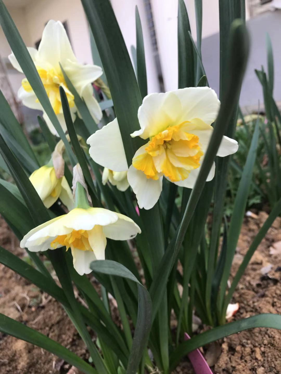 值得养在院子里的3种球根花卉 春季盛开的时候 鲜艳夺目 百科ta说