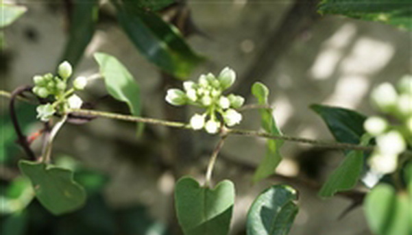  p>昆明杯冠藤(学名: i>cynanchum wallichii /i> wight)是萝藦科