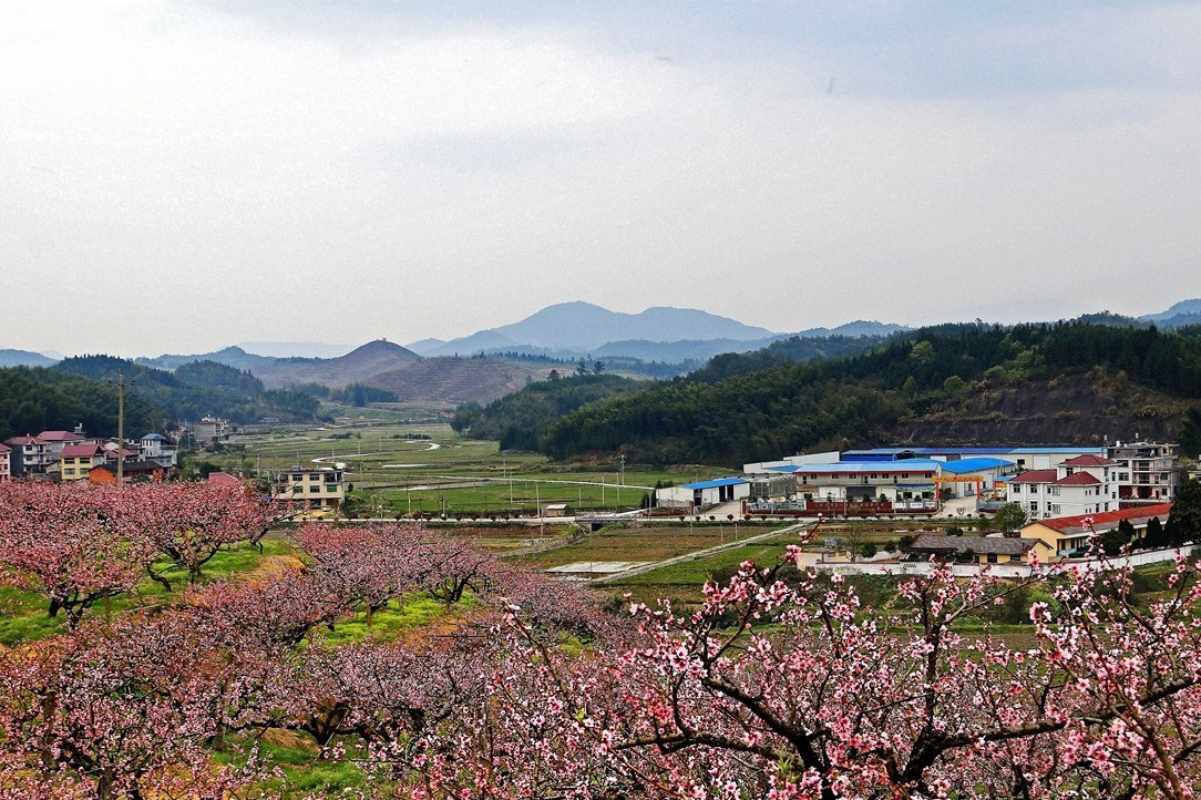  p>桃花村位于上海市南汇区,2006年度被国家旅游局评定为"全国农业