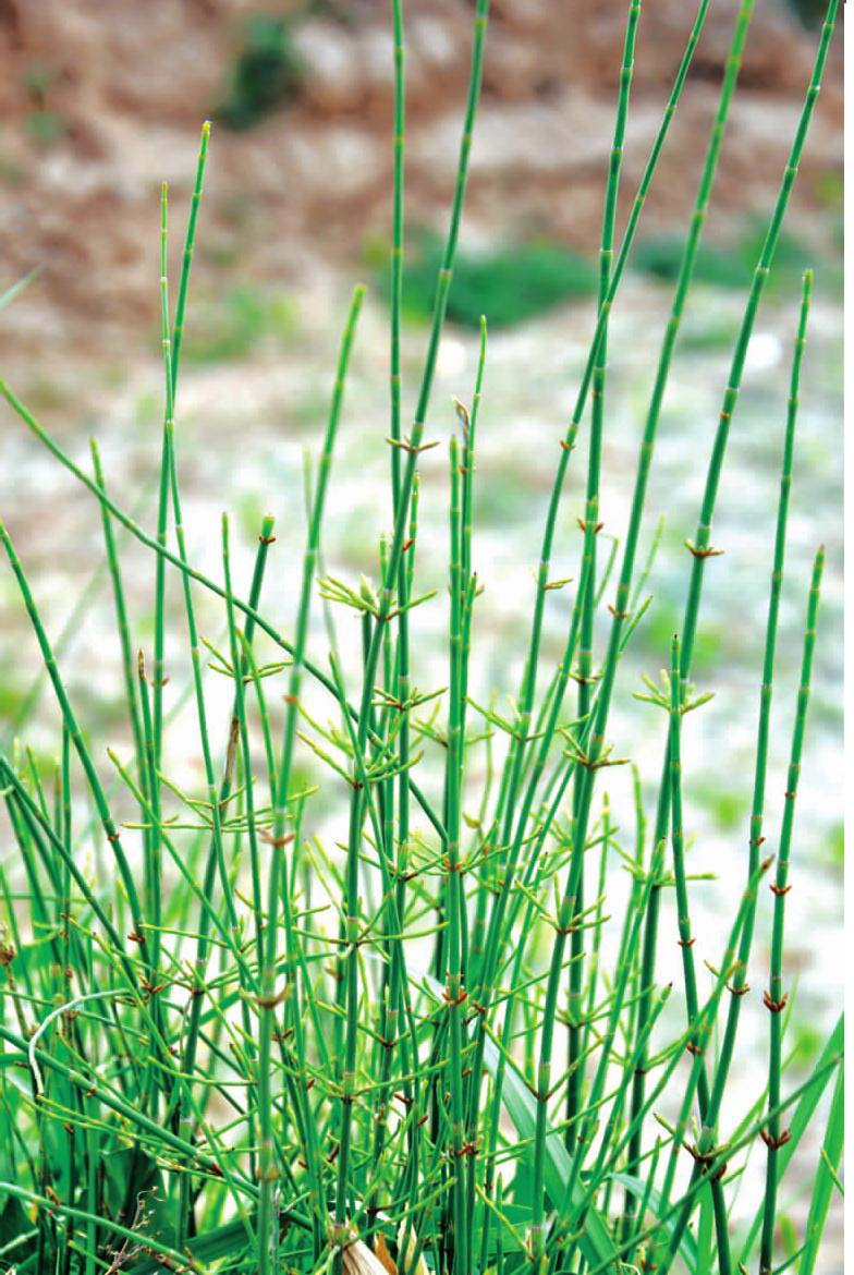 节节草(原亚种)