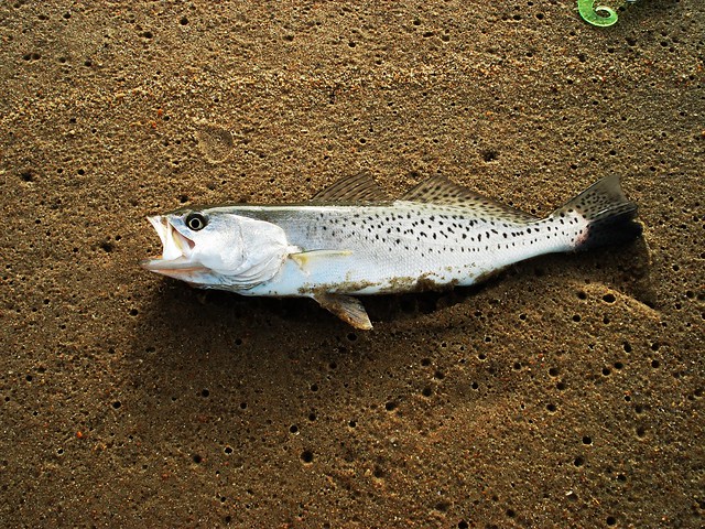  p>云纹犬牙石首鱼(学名: i> /i> i>cynoscion nebulosus /i>)是