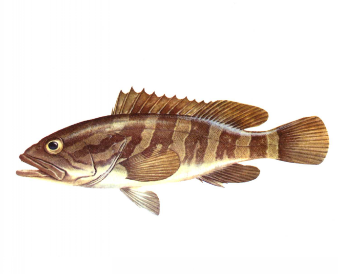  p>云纹石斑鱼(学名: i>epinephelus moara /i>)是鮨科,石斑鱼属鱼类.