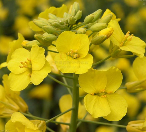  p>欧洲油菜 (学名: i>brassica napus /i> l.