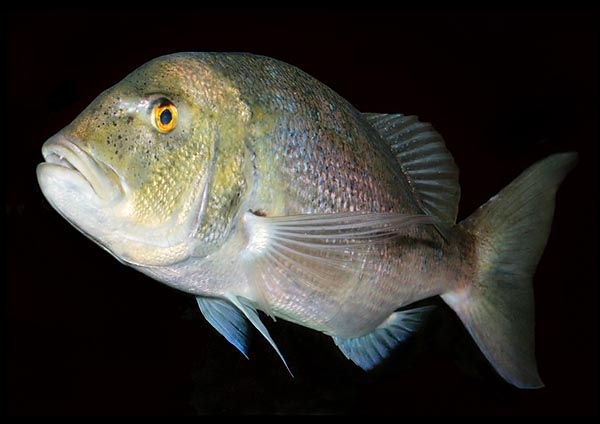 细点牙鲷