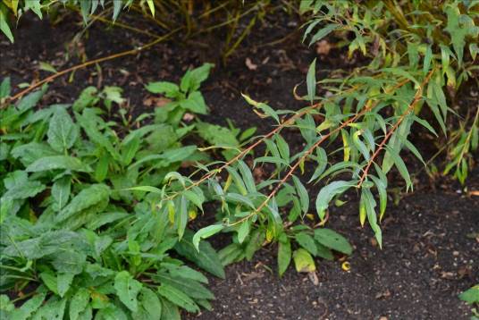 白柳（杨柳科柳属植物）_百度百科