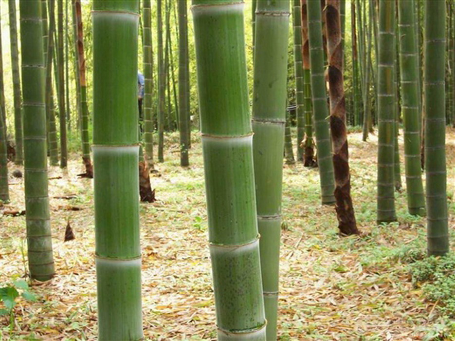  p> a href="#" data-lemmaid="2549562">青竿竹 /a>(b.