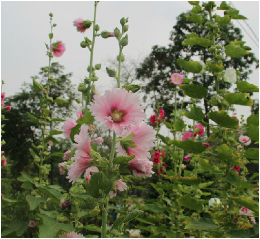 蜀葵花 中药 百度百科