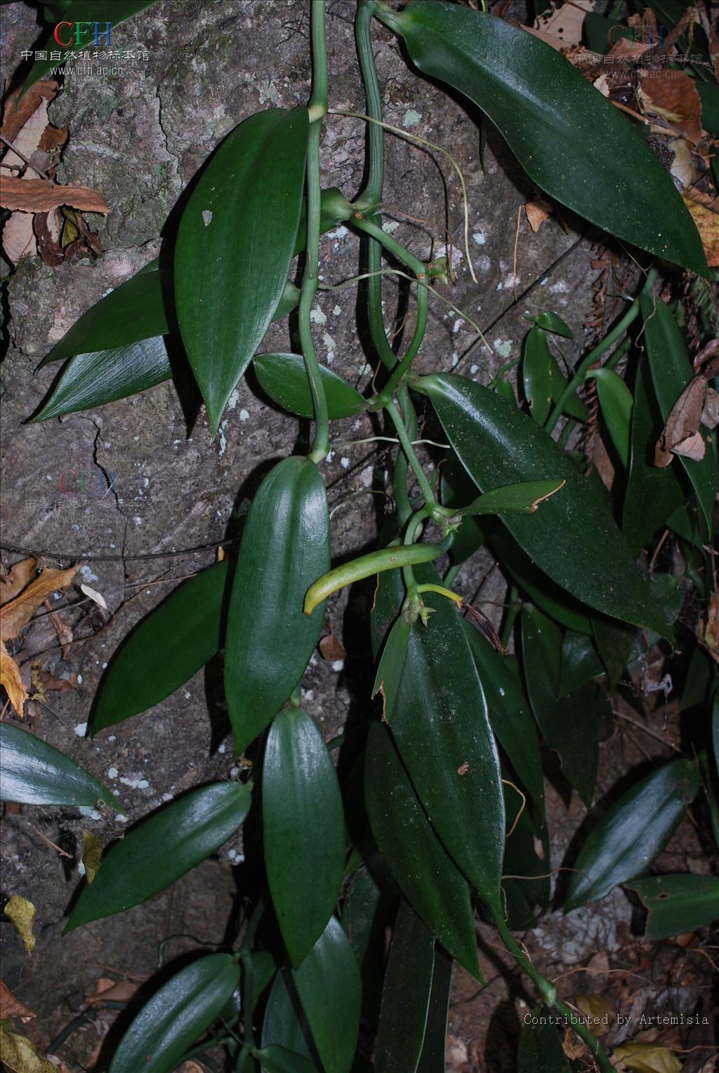  p>香荚兰属是兰科下的一个属.攀援植物,长可达数米.