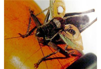 一字形张膀双镜大黑山蝈蝈