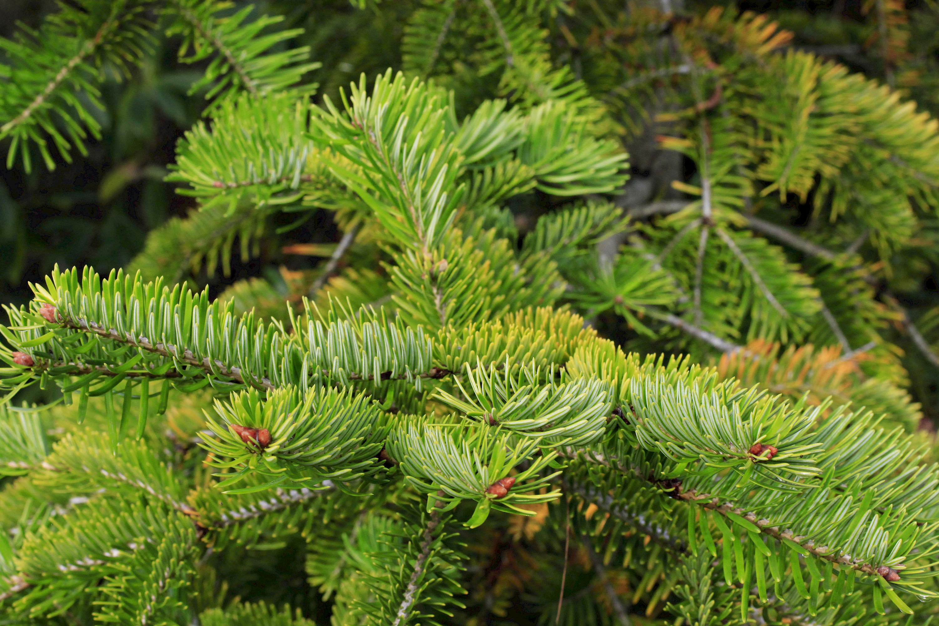  i>ernestii /i> (rehder) rushforth)是松科,冷杉属植物.