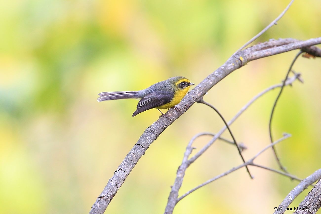  p>亦称扇尾翔食雀(fan-tailed flycatcher).