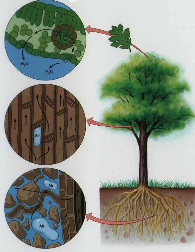  p>植物水分关系,也称植物水分代谢,植物在生命活动中吸收,传导和散失