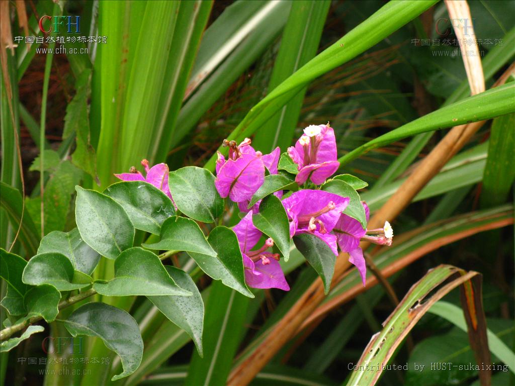  p>光叶子花(拉丁学名:bougainvillea glabrachoisy i>.