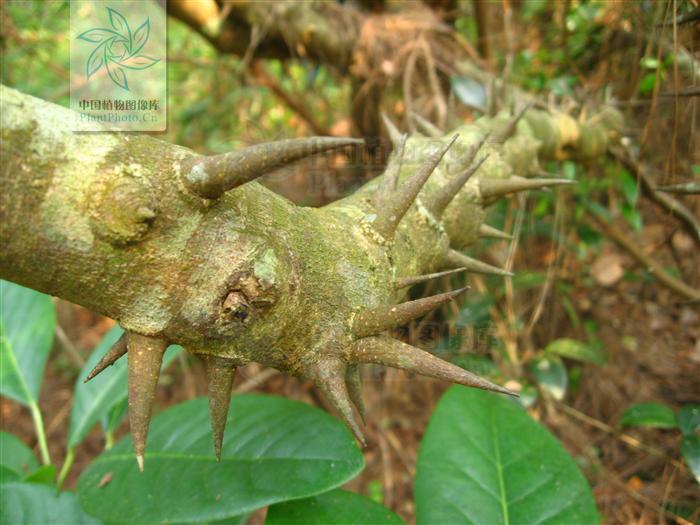  p>藤黄檀(学名: i>dallergiahancai /i>  benth),又名小叶降真香,是