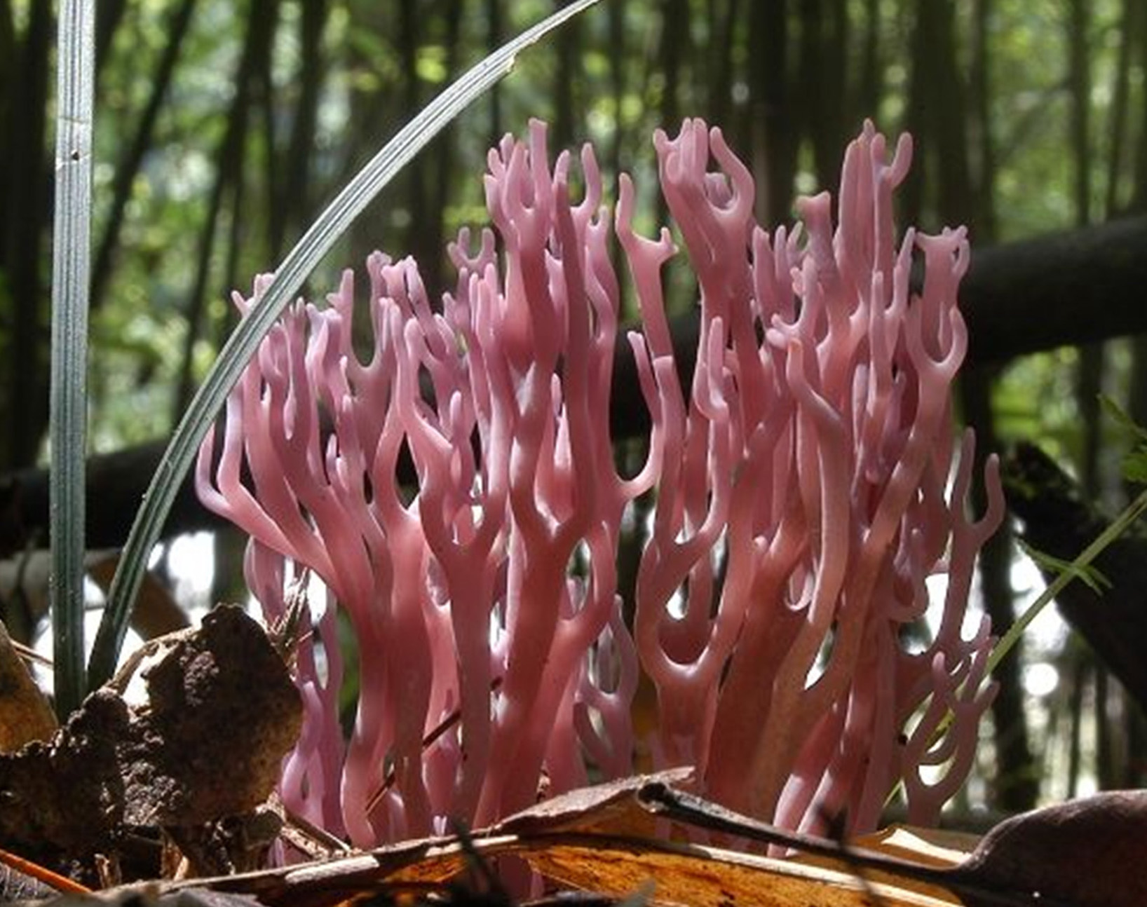  p data-id="gnwy7c146h">珊瑚菌又名" a ta