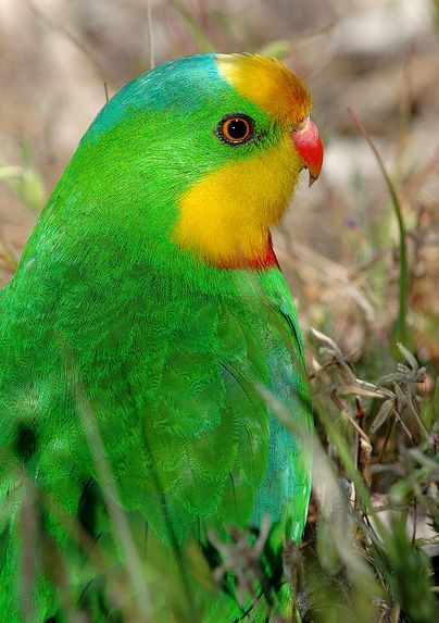  p>超级鹦鹉(学名:polytelis swainsonii)是典型的 a href="#" data