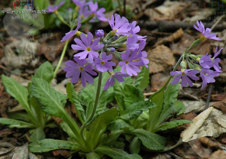  p>阔萼粉报春(学名: i>primula knuthiana /i> pax):报春花科报春花