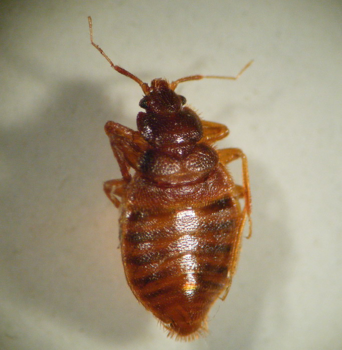 属昆虫纲,半翅目,臭虫科,臭虫属,是半翅目昆虫中具有医学重要性的一个