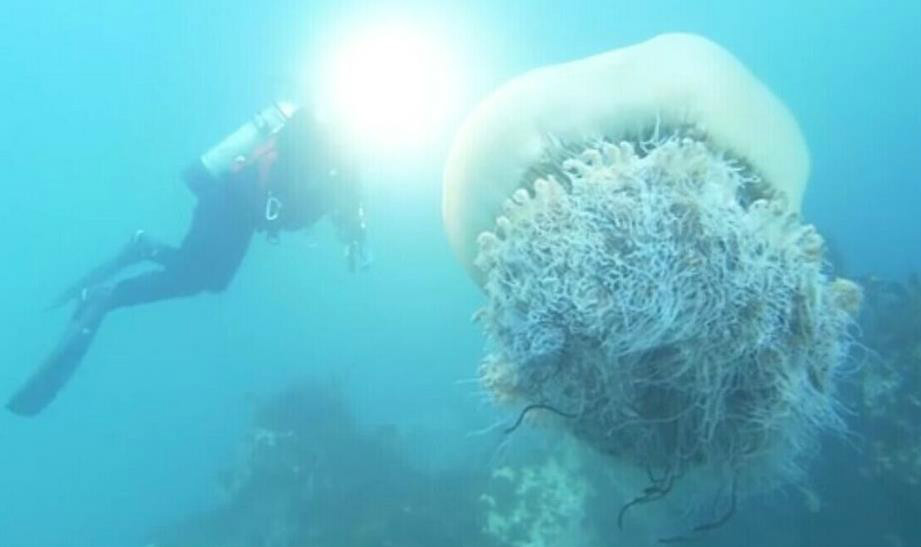  p>野村水母(nemopilema nomurai)是一种巨型水母,直径一般超过1米