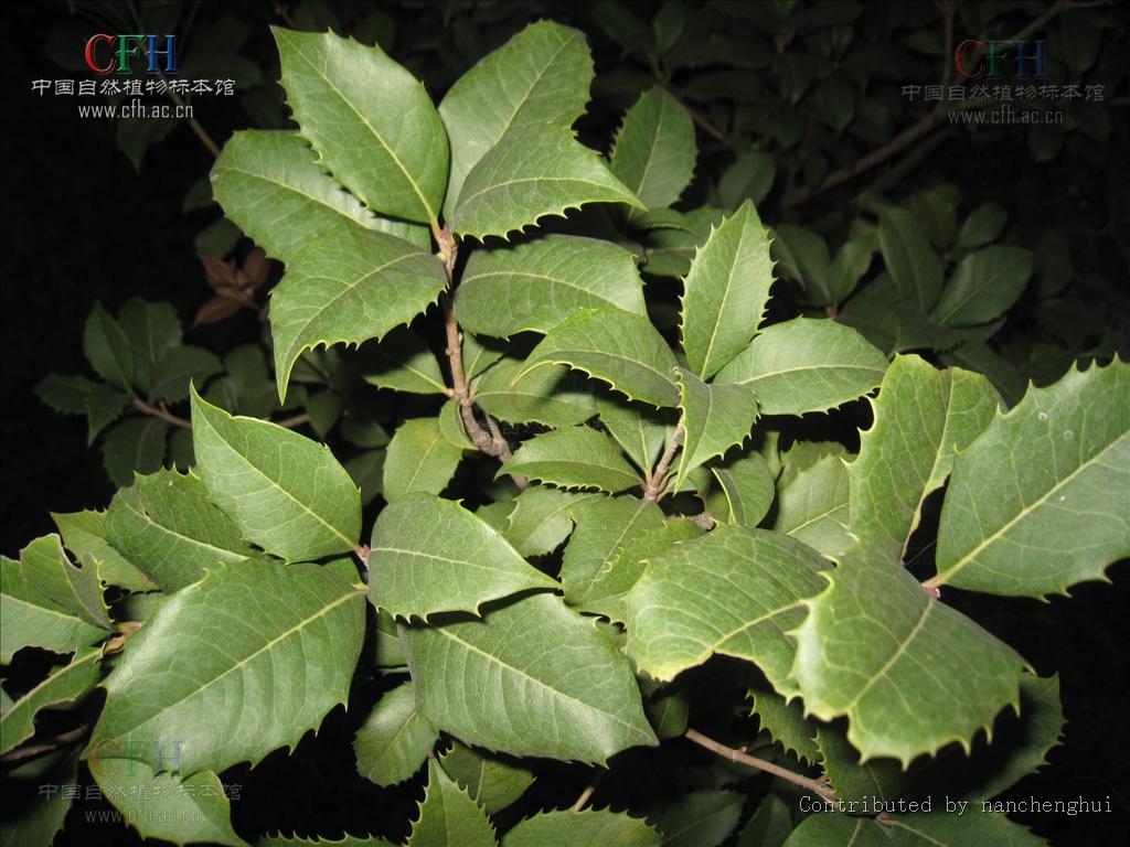  p>齿叶木犀(osmanthus × fortunei)木犀科,木犀属植物.
