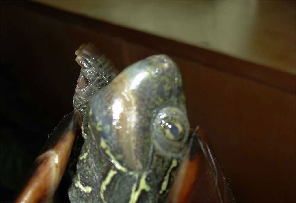 乌龟寄生虫病