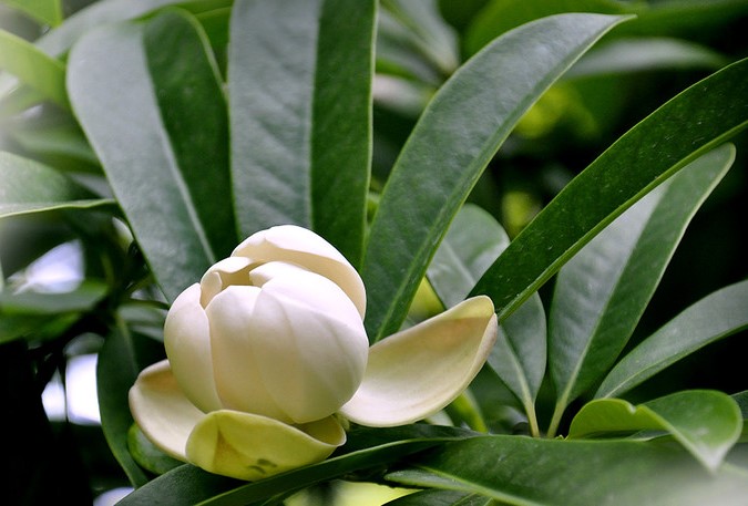 manglietia hainanensis dandy