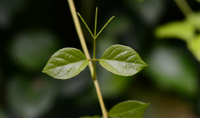  p>猫爪藤(学名: i>macfadyena unguis-cati  /i>(linn.) a.