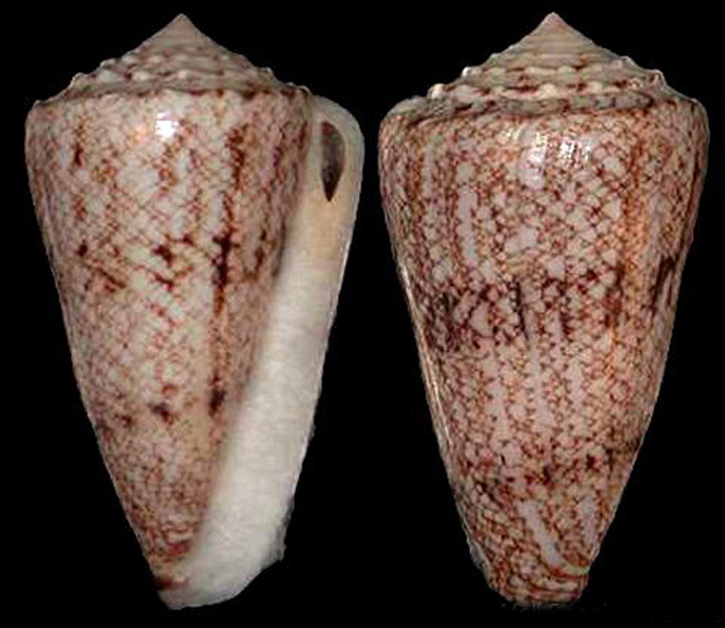 网目大理石芋螺