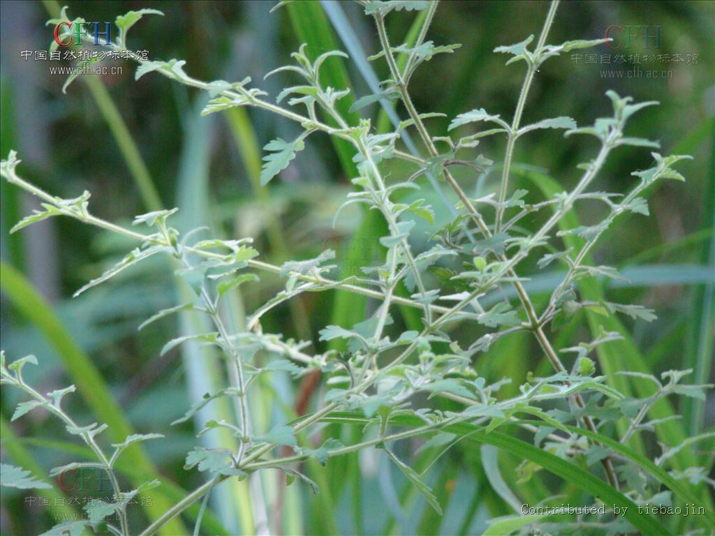  p>阴行草(学名: i>siphonostegia chinensis  /i>benth.