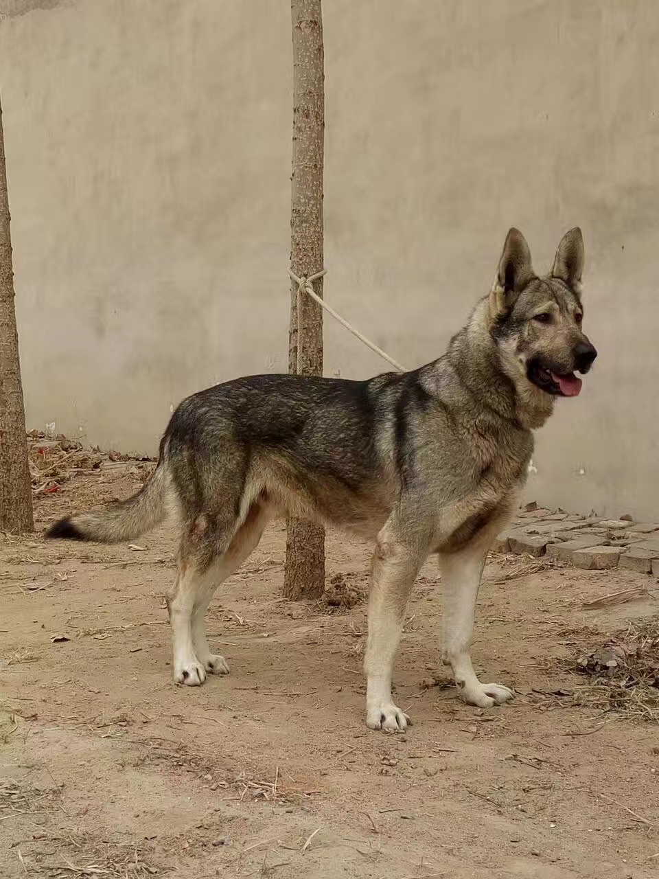  p>狼青犬是一种狼青色的狼犬,在我国分布比较广泛,尤其在北方地区
