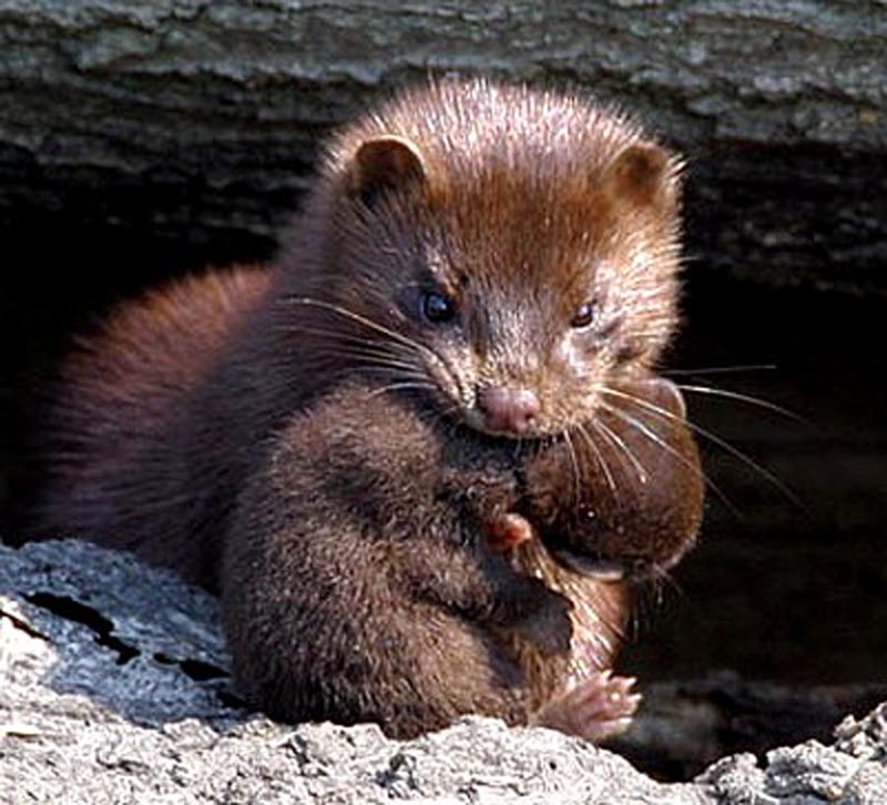  p>印尼山鼬(学名: i>mustela lutreolina /i>):头尾长约279-321毫米