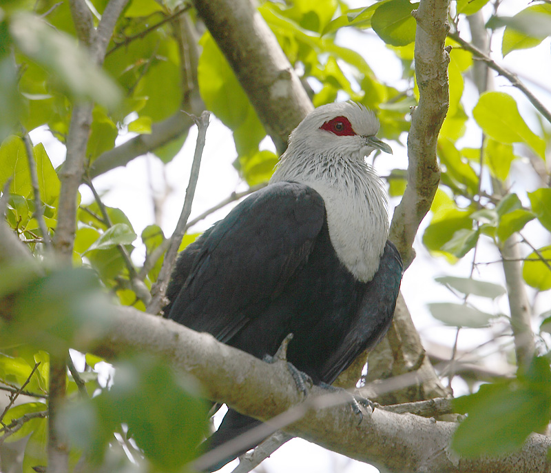  p>科摩罗蓝鸠(英文名称:comoro blue-pigeon,comoro