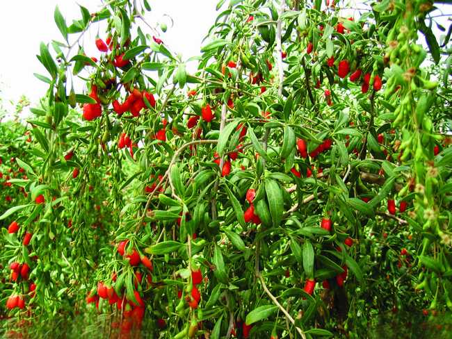  p>地骨皮,别名枸杞皮,为 a target="_blank" href="/item/茄科