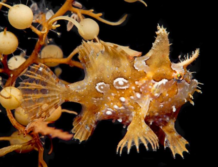  p>裸躄鱼(学名: i>histrio histrio /i>)是躄鱼科,裸躄鱼属的一种