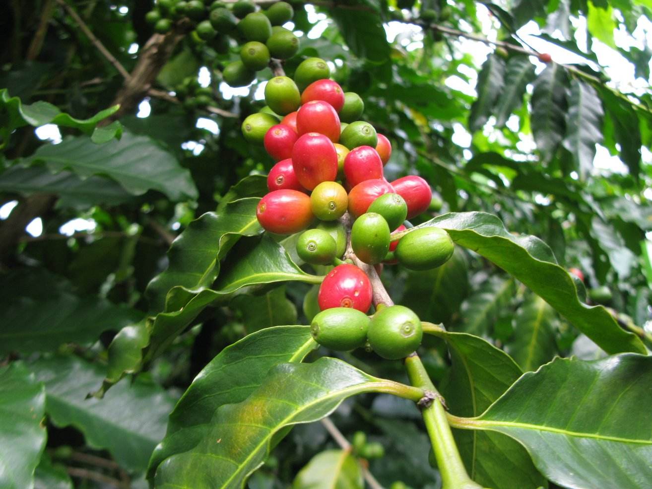阿拉比卡咖啡树