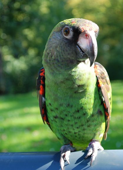  p>贾丁氏鹦鹉(学名: i>poicephalus gulielmi /i>) 在poicephalus属