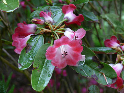  p>樱花杜鹃(学名: i>rhododendron cerasinum /i> tagg):常绿 a href