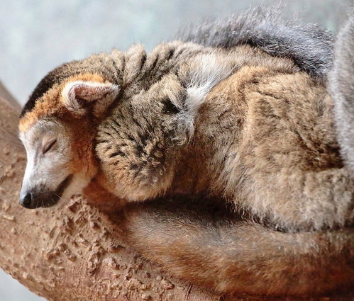  p>冠美狐猴(学名: i>eulemur coronatus /i>):是该是属中最小的 a