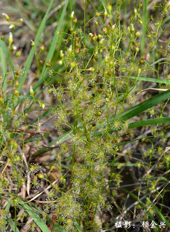  p>光萼茅膏菜(学名:drosera peltata smith var. glabrata y.z.